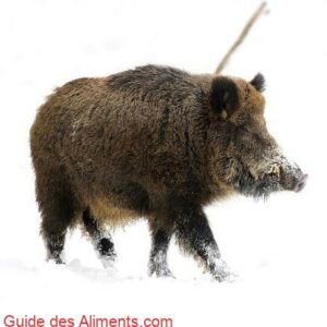 sanglier