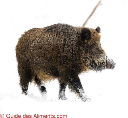 sanglier