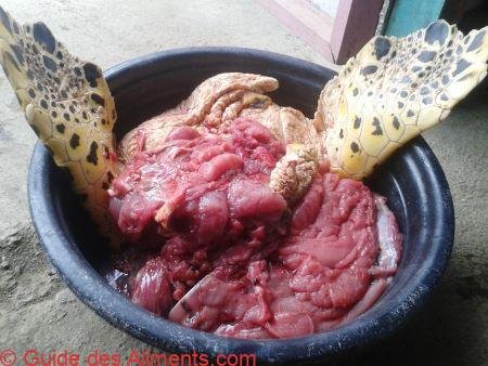 tortue