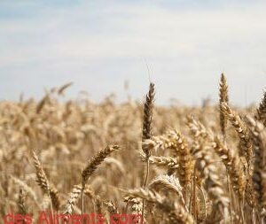 Triticale