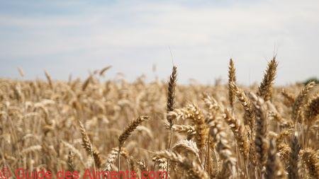 Triticale