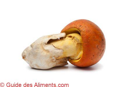 Amanita caesarea