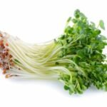 Kaiware Daikon (pousses de radis Daikon)