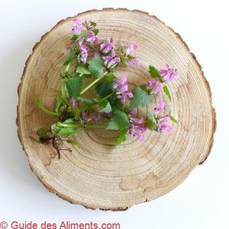 Lamier amplexicaule