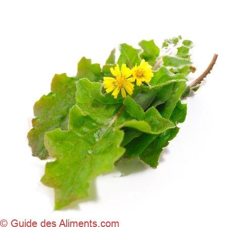 Lapsana communis