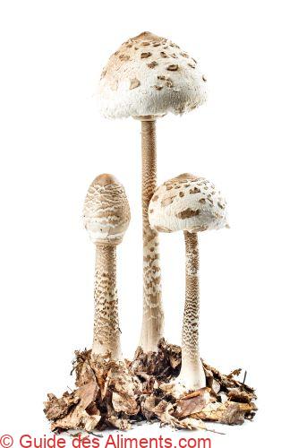 Macrolepiota procera