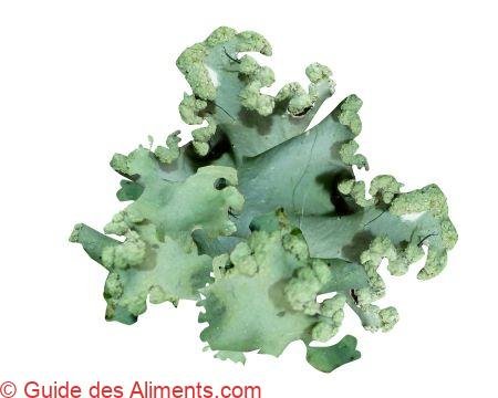 Parmotrema perlatum