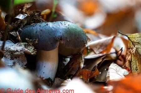 Russule charbonnière