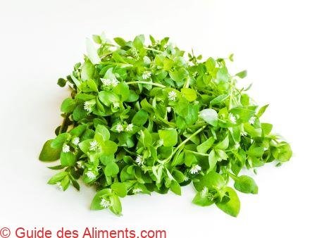 Stellaria media