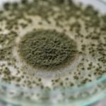 aspergillus oryzae (kôji-kin)