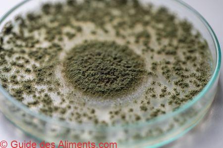 aspergillus oryzae (kôji-kin)