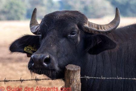 bufflone