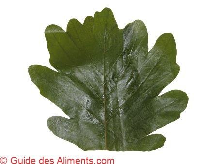 feuilles de Kashiwa