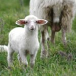 Agnello di Sardegna