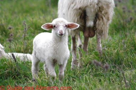 Agnello di Sardegna