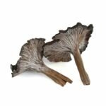 Cantharellus cinereus