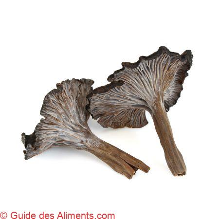 Cantharellus cinereus