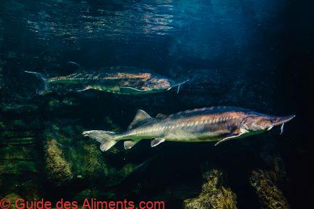 Kaluga, Huso dauricus