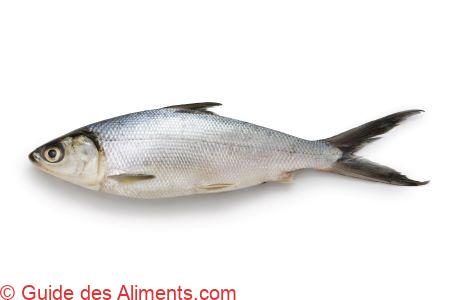 Poisson-lait, Chano
