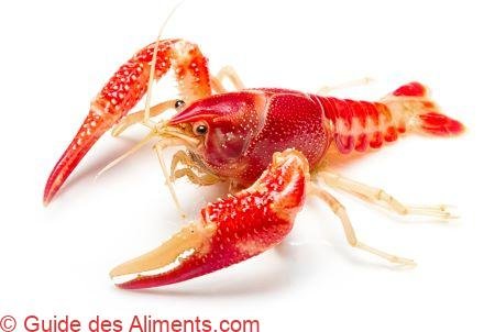 Procambarus clarkii