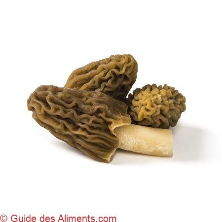 Ptychoverpa bohemica
