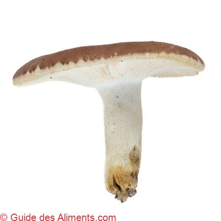 Russula vesca