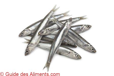 anchois commun (Engraulis encrasicolus)
