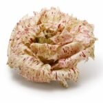 chicorée Castelfranco