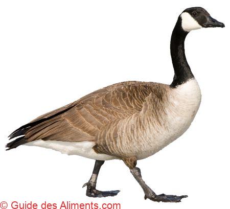 Bernache du Canada (Branta canadensis)