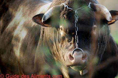 Bœuf de Bazas
