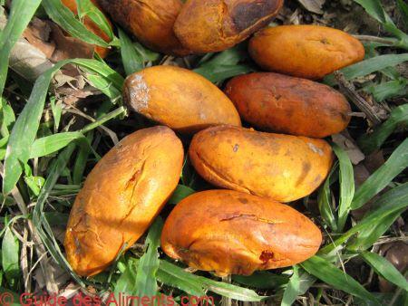 Marirana, (Couepia subcordata)