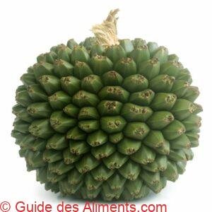 Pandanus utilis