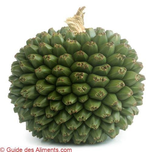 Pandanus utilis