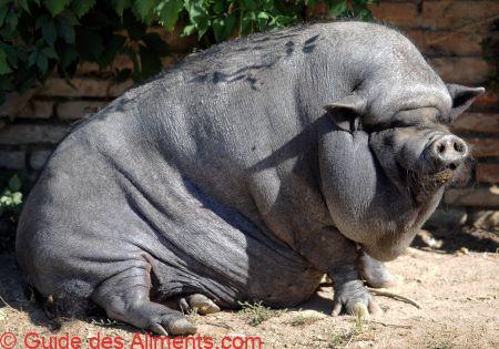 Porc noir de Bigorre