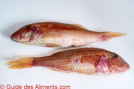 Rouget de vase (Mullus barbatus)