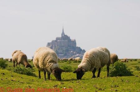 agneau de prés salés