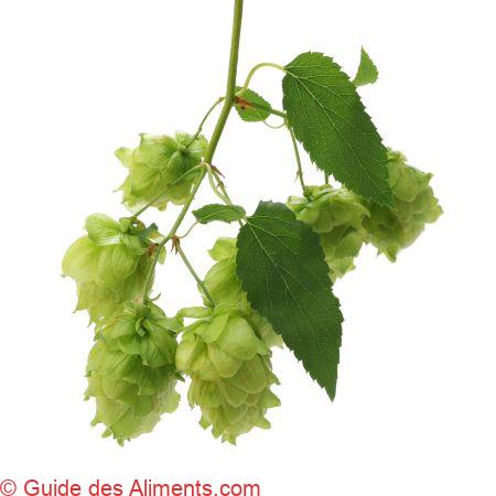 houblon