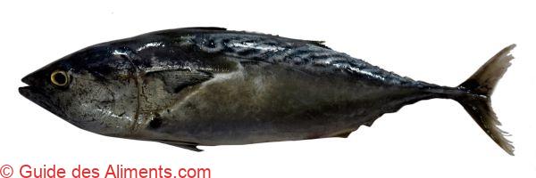 Katsuwonus pelamis
