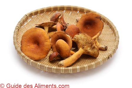 Lactaire à lait abondant (Lactifluus volemus, autrefois Lactarius volemus)