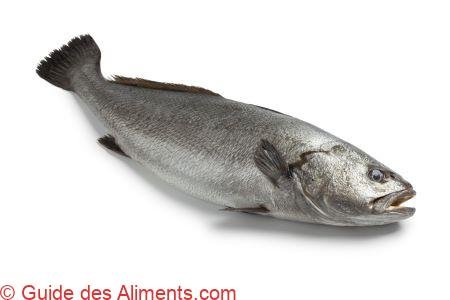 Maigre - Argyrosomus regius
