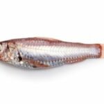 Neoscopelus microchir Matsubara