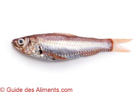 Neoscopelus microchir Matsubara