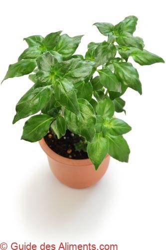 Plante Champignon (rungia Klossii)
