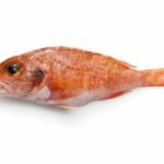 Yumekasago, Hilgendorf Saucord (Helicolenus hilgendorfi)