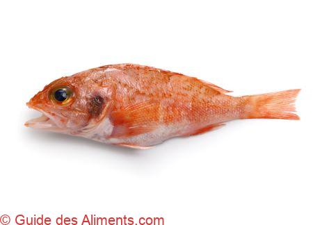 Yumekasago, Hilgendorf Saucord (Helicolenus hilgendorfi)