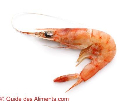 crevette Jack-knife (Haliporoides sibogae)