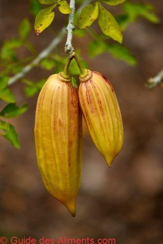 fruit de l'arbre à bougie (Parmentiera cereifera)