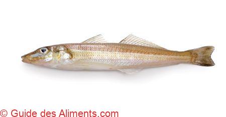 merlan japonais ( Sillago japonica )