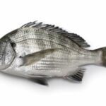 pagre tête noire (Acanthopagrus schlegelii)