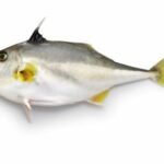 poisson trépied à nez court , ou poisson-cheval argenté (Triacanthus biaculeatus)